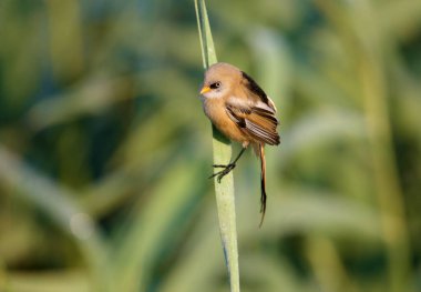 A young bearded reedling, also known as bearded tit (Panurus biarmicus), is photographed close-up in its natural habitat in the soft morning light of the golden hour against an unusual background.