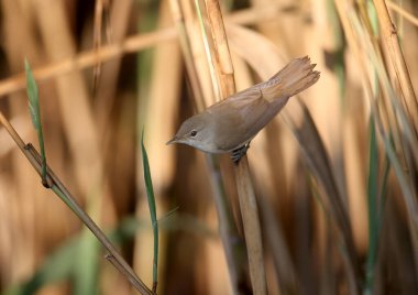 Yetişkin bir sazlık bülbülü (Acrocephalus scirpaceus) doğal ortamında yakın plan çekilir. Ayrıntılar ve yumuşak sabah ışığı kuşu tanımlar.