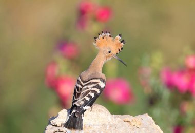 Amazing Eurasian hoopoe kuşunun (Upupa epops) tek ve grup fotoğrafları. Güzel bir arka planda, yumuşak bir sabah ışığında doğal bir ortamda çekilen kuşlar..