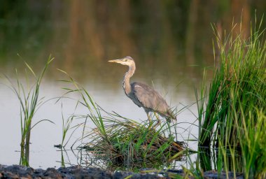 Erişkin bir gri balıkçıl (Ardea cinerea), sabahın erken saatlerinde yumuşak güneş ışığında çekilmiş yeşil bitki örtüsüyle çevrili bir gölde durur.