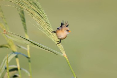 A young bearded reedling, also known as bearded tit (Panurus biarmicus), is photographed close-up in its natural habitat in the soft morning light of the golden hour against an unusual background.