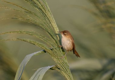 Paddyfield çalı bülbülü (Acrocephalus agricola) alışılmadık bir arka plan karşısında çok yakından fotoğraflanır. Yumuşak sabah ışığı kuşun tüylerinin ve alışkanlıklarının detaylarını vurgular.