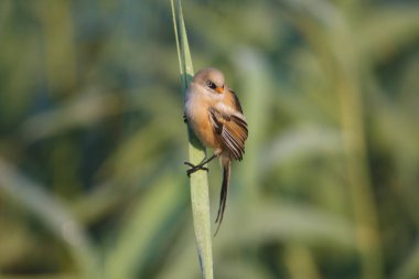 A young bearded reedling, also known as bearded tit (Panurus biarmicus), is photographed close-up in its natural habitat in the soft morning light of the golden hour against an unusual background.
