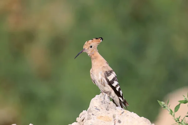 Hoopoe Eurasiático Épocas Upupa Fotografado Close Contra Belo Fundo — Fotografia de Stock