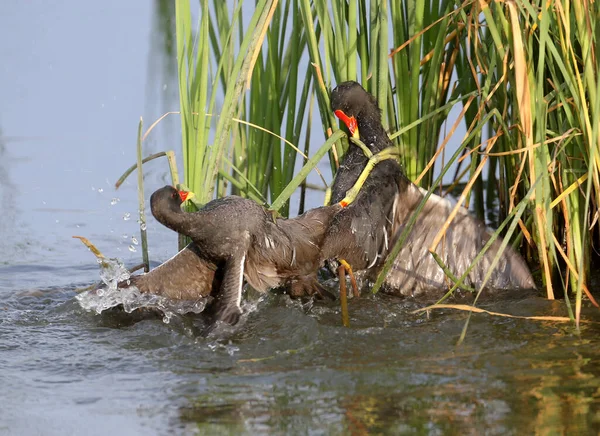 Een Close Van Een Gevecht Tussen Twee Moorhen Mannetjes Het — Stockfoto