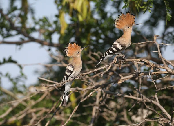 Amazing Eurasian Hoopoe Kuşunun Upupa Epops Tek Grup Fotoğrafları Güzel — Stok fotoğraf