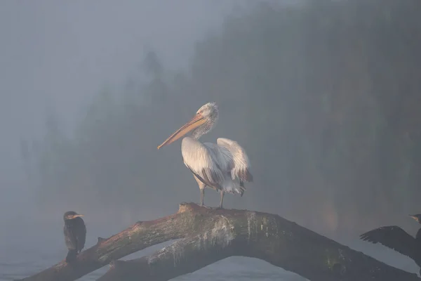 夜明けに一人のドルマチアのペリカンが霧の中で撮影される 鵜の横の丸太の上や霧の拡散した朝の光の中で鳥が座って撮影されます — ストック写真