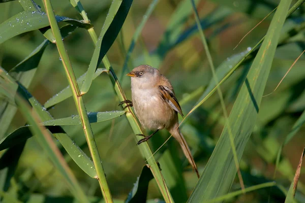 Young Bearded Reedling Also Known Bearded Tit Panurus Biarmicus Photographed — Stok fotoğraf