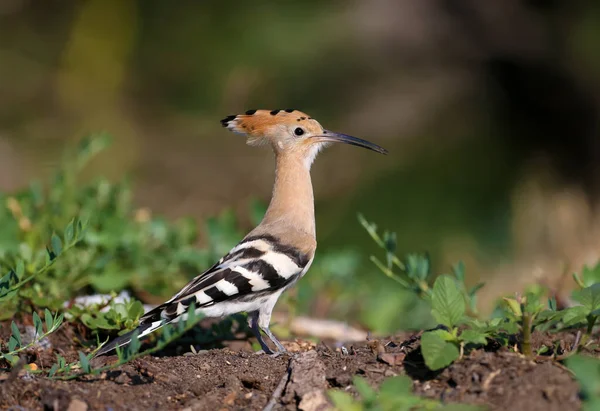 Single Group Shots Amazing Eurasian Hoopoe Bird Upupa Epops Birds — Stock Photo, Image