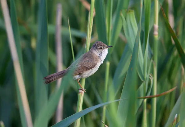 Paddyfield Warbler Acrocephalus Agricola Photographed Soft Morning Light Bird Sits — Stock Photo, Image