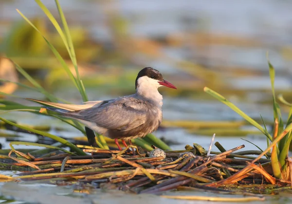 Bıyıklı deniz feneri (Chlidonias hybrida) doğmakta olan güneşin yumuşak sabah ışığında yuvalarının yakınında yakın plan çekimleri yapılmaktadır. Yumurtalar yuvalarda görünür.