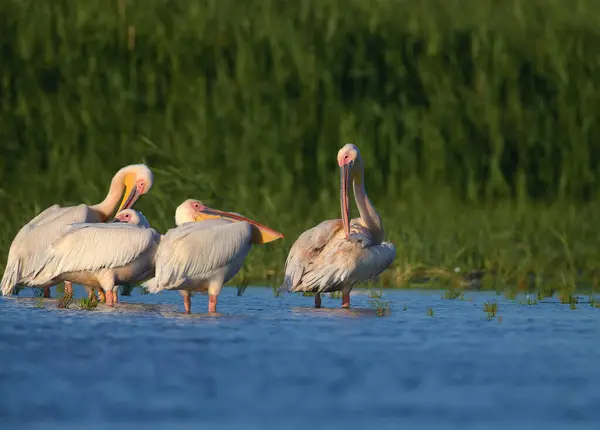 Singles Und Gruppen Von Weißpelikanen Pelecanus Onocrotalus Werden Blauen Wasser — Stockfoto