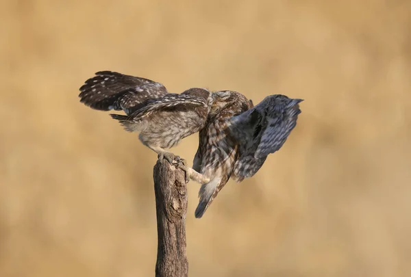 Ενήλικα Πουλιά Και Νεοσσοί Κουκουβάγιας Athene Noctua Φωτογραφίζονται Από Κοντινή — Φωτογραφία Αρχείου