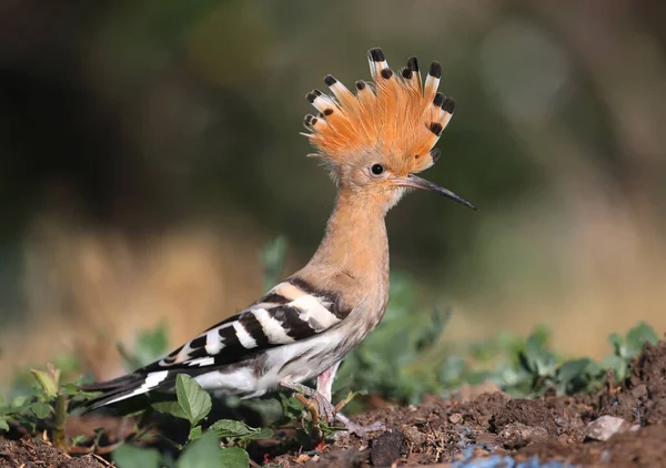 Fotos Individuais Grupo Incrível Pássaro Capuz Eurasiático Épocas Upupa Pássaros — Fotografia de Stock