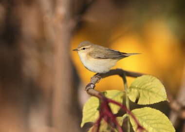 Yaygın chiffchaff (Phylloscopus collybita), sabah ışığında parlak sarı bir arkaplanda bir dalda oturur..