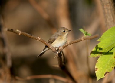 Kırmızı göğüslü bir sinekkapanın (Ficedula parva) bir dalda bulanık bir arkaplanda otururken çekilmiş yakın plan fotoğrafı. Yumuşak sabah ışığı