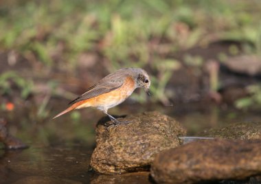 Yaygın kırmızıparmak dişi (Phoenicurus phoenicurus) bulanık bir arka planda yakın plan üzerinde otururken fotoğraflanır. Yumuşak sabah ışığı