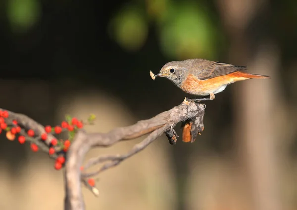 Het Gewone Roodharige Vrouwtje Phoenicurus Phoenicurus Close Zit Een Tak — Stockfoto