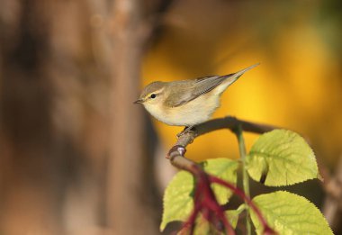 Yaygın chiffchaff (Phylloscopus collybita), sabah ışığında parlak sarı bir arkaplanda bir dalda oturur..