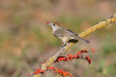 Close-up photo of a Eurasian blackcap male and female (Sylvia atricapilla) feeding and bathing. Birds sit on a branch in the pool on a beautiful blurred background. clipart