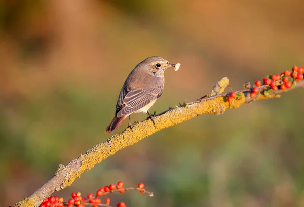 Den Vanliga Rödstartshonan Phoenicurus Phoenicurus Närbild Sitter Gren Mot Suddig — Stockfoto