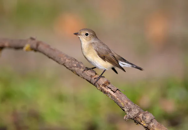 Foto Close Dari Seorang Wanita Berpayudara Merah Flycatcher Ficedula Parva — Stok Foto