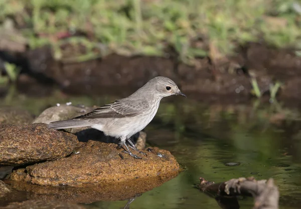 Skvrnitý Mucholapka Muscicapa Striata Dospělý Střílel Zblízka Větvi Zavlažovací Díru — Stock fotografie