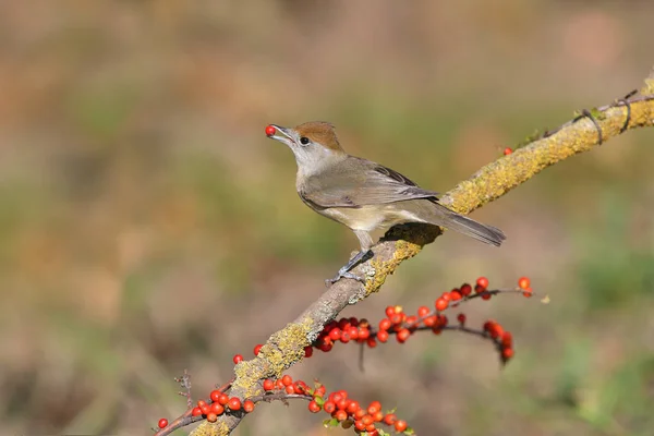 Avrasyalı bir siyah şapkalı erkek ve kadının (Sylvia atricapilla) beslenme ve banyo yaparken yakın plan fotoğrafı. Kuşlar havuzda bir dalda otururlar güzel, bulanık bir arka planda..