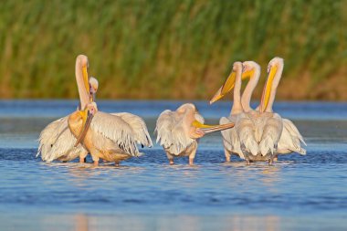 Bir grup büyük beyaz pelikan (Pelecanus onocrotalus) sığ sularda yakın plan çekilir.