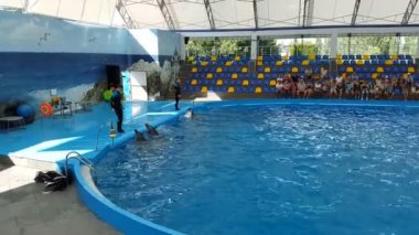 Odessa, Ukrayna - Ağustos 2017: Sevimli yunuslar dolphinarium'nde bir konuşma sırasında. Yunus gösterisi.