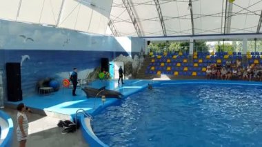 Odessa, Ukrayna - Ağustos 2017: Yunuslar Dolphinarium oynamak. Dolphinarium gösterimi. Yunus gösterisi.