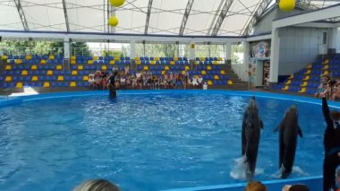 Odessa, Ukrayna - Ağustos 2017: Yunuslar topları ile oynarken Havuzu. Yunus gösterisi. Dolphinarium