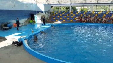 Odessa, Ukrayna - Ağustos 2017: Yunuslar Dolphinarium oynamak. Dolphinarium gösterimi. Yunus gösterisi.