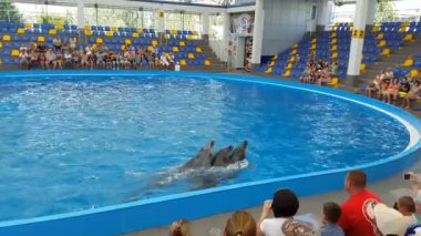 Odessa, Ukrayna - Ağustos 2017: Sevimli yunuslar dolphinarium'nde bir konuşma sırasında. Yunus gösterisi.