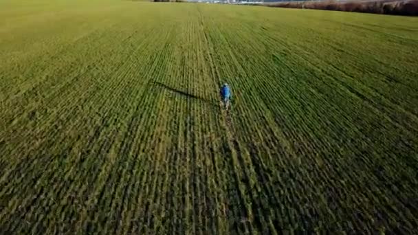 Chlapec Spuštěn Zelené Pole Pšenice Šťastné Dítě Běží Krásné Pole — Stock video