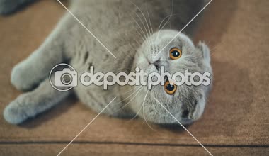 Güzel İngiliz kedi evde kanepede yatıyor. Mavi İskoç lop-eared kedi. Britanya ile ilgili stenografi kedi.