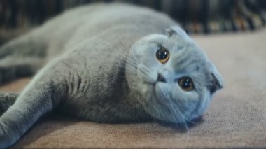 Çok güzel İngiliz kedi evde kanepede yatıyor. Evcil hayvan kavramı.