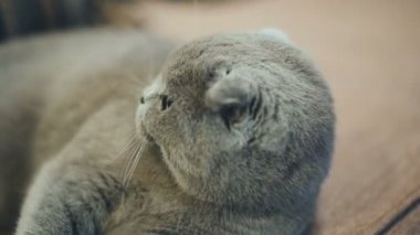 Güzel İngiliz kedi evde kanepede yatıyor. Mavi İskoç lop-eared kedi. Britanya ile ilgili stenografi kedi.