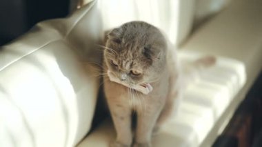 İngiliz mavi kedi. Evcil hayvan kavramı. Büyük şişman ve küstah kedi.