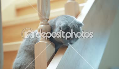 Zarif Britanya ile ilgili stenografi kedi merdivende oturuyordu. Evcil hayvan kavramı. İskoç Fold kedi.