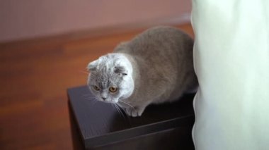 Asil gururlu kedi pencere pervazına üzerinde yalan. Mavi gri kürk ile Britanya ile ilgili stenografi