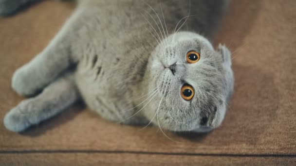 Hermoso Gato Británico Está Acostado Sofá Casa Blue Scottish Lop — Vídeo de stock