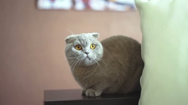 Brit Rövidszőrű macska. Kék skót brit macska.