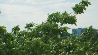 Güçlü rüzgar ağaçlarda