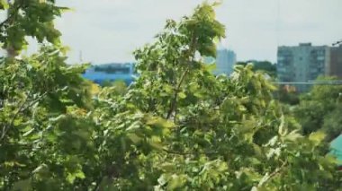 Rüzgarda sallanan dallar