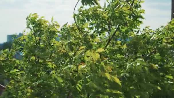 Árboles Verdes Doblan Viento — Vídeo de stock