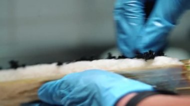 Japon Şef suşi haddeleme hazırlanıyor. Yakın çekim