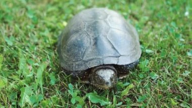 Taze yeşil çimenlerin üzerinde hareket kaplumbağa