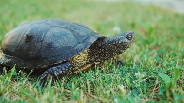 Wild Schildpad Buitenshuis Schildpad Het Gras — Stockvideo