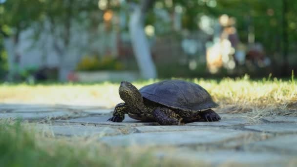 Черепаха Идет Дороге — стоковое видео